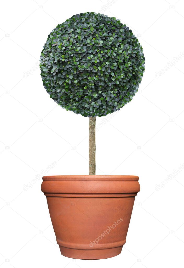 Round circle pom-pom shape clipped topiary tree in terracotta clay pot container isolated on white background for formal Japanese and English style artistic design garden