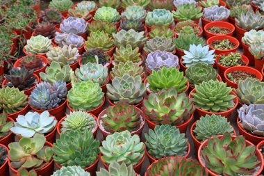 Sınırlı alan kentsel bahçe tasarımı için sera bahçesinde sağlıklı dekoratif sulu üst görünüm koleksiyonu