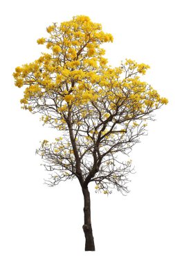İzole edilmiş tabebuia. Beyaz arka planda sarı kortez çiçeği ağacı.