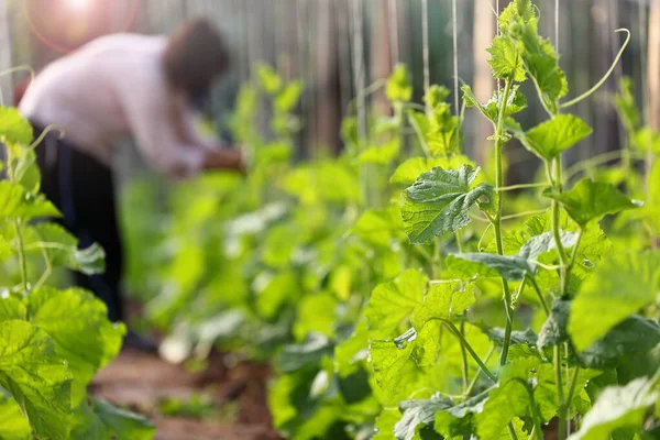 Jardinero Que Atiende Fila Verduras Jardín — Foto de Stock