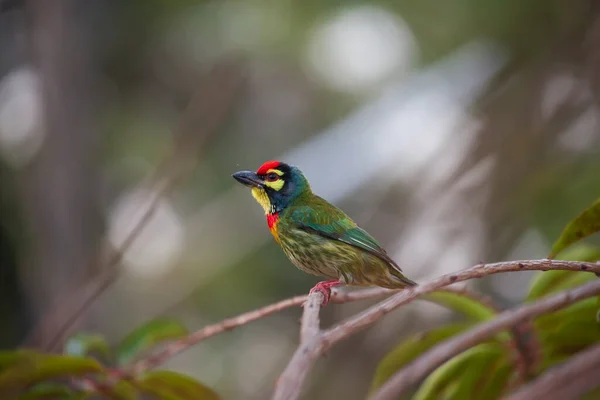 Ασιάτης Coppersmith Barbet Πουλί Σκαρφαλώνει Στο Κλαδί — Φωτογραφία Αρχείου