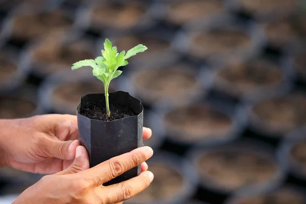Gardener hand holding young seedling of plant with blurred black container on the background for farming, gardening and food sustainability concept