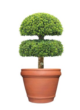 Terracotta kap içinde çift katmanlı çalı ağacı resmi Japon ve İngiliz stili sanat tasarım bahçesi için beyaz zemin üzerinde izole