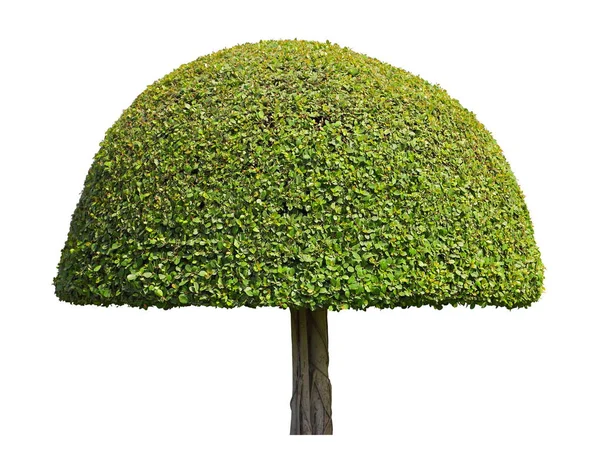Symmetrisk Böjd Svamp Halv Kupol Form Trim Topiary Träd Isolerad — Stockfoto