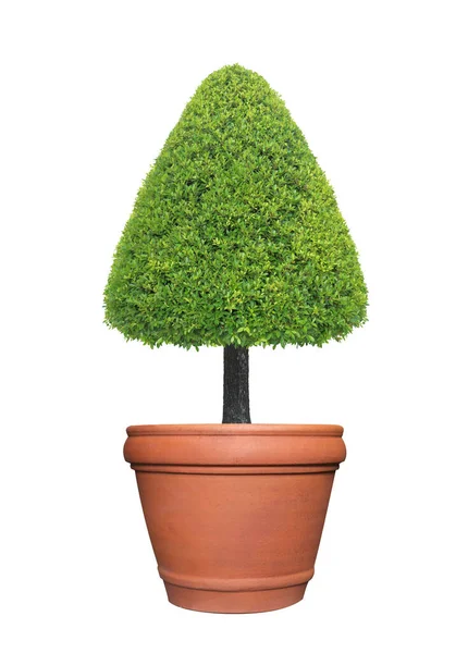 Evergreen Driehoek Vorm Getrimd Topiary Boom Terracotta Pot Container Geïsoleerd — Stockfoto