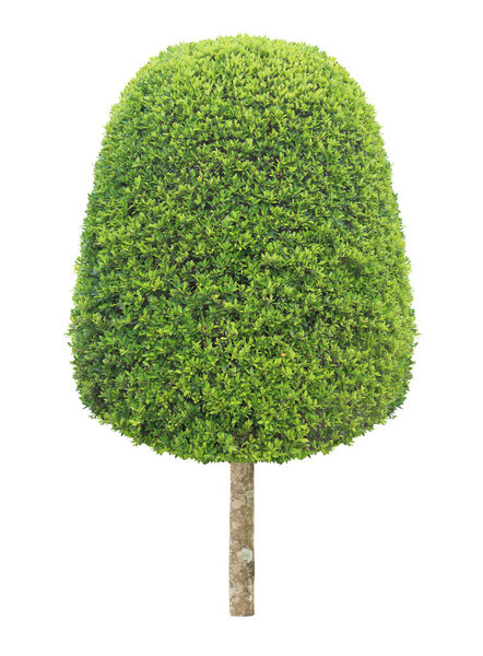 Thick bush of symmetric trimmed topiary tree isolated on white background for exterior formal Japanese and English style artistic design garden