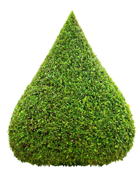 Droplet Shape Trimmed Topiary Tree Isolated White Background Formal Japanese — Stock Photo, Image