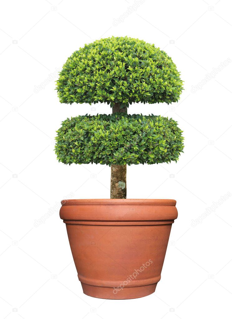 Double layer clipped topiary tree in terracotta pot container isolated on white background for formal Japanese and English style artistic design garden
