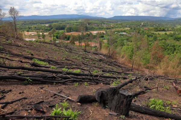 Πτώση Δέντρων Αποτέλεσμα Παράνομης Υλοτομίας Και Αποψίλωσης Για Γεωργία Στα — Φωτογραφία Αρχείου