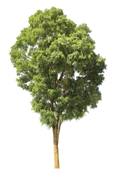 Ώριμο Τροπικό Δέντρο Απομονωμένο Λευκό Φόντο Για Σχεδιαστικό Σκοπό — Φωτογραφία Αρχείου
