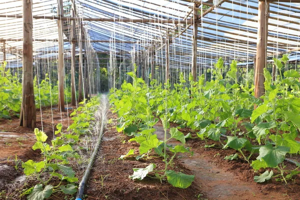 Diy Automatický Sypací Vodní Systém Pro Pěstování Zeleniny Farmě Venkovní — Stock fotografie