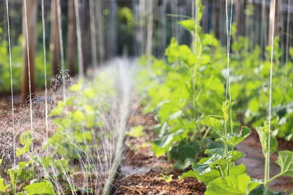 Çiftlikte Bahçede Sebze Yetiştirmek Için Diy Otomatik Serpme Sistemi — Stok fotoğraf