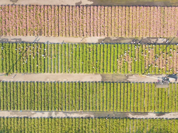 Vista Aérea Del Jardín Flores Zinnia Rosa Con Los Agricultores —  Fotos de Stock