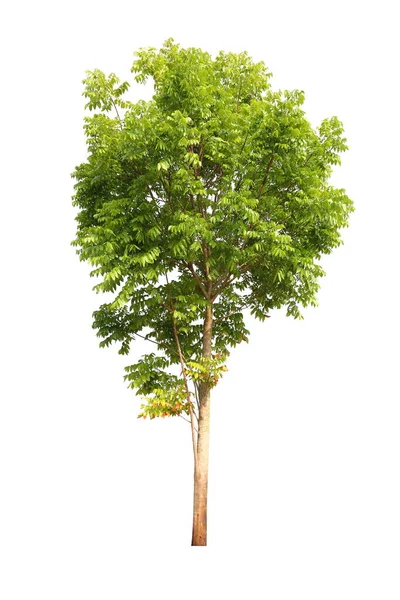 Isolated Mahogany Tree Cut Out White Background Landscape Design — Stock Photo, Image