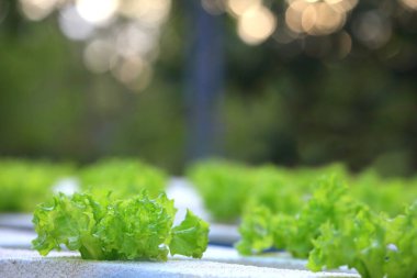 Fotokopi alanına sahip tarım ve tarım kavramı için hidroponik sisteminde yeşil meşe salatası mahsulü