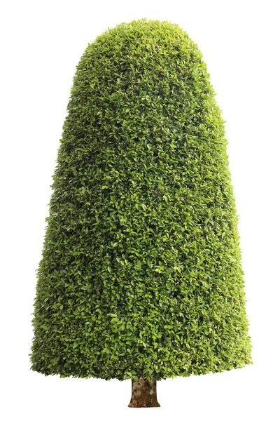 Symmetric Cone Shape Trim Topiary Tree Isolated White Background Czech — Stock fotografie