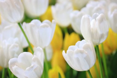 Tasarım amaçlı bahar mevsimi bahçesinde beyaz lale çiçeği.