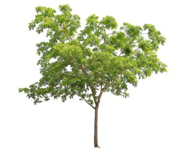 Beyaz arka planda yalıtılmış maymun yağmur ağacı, Tayland 'dan yerel bitki.