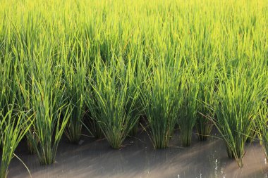 Tarım ve gıda üretimi için Tayland kırsal kesiminde pirinç tarlası