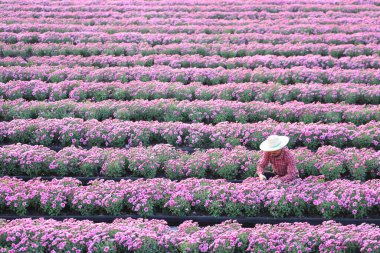 Asyalı bahçıvan mor kasımpatı çiçeklerini kesiyor. Ölü başlık, ekin ve hasat mevsimi için çiçek işini kesen kesicileri kullanıyor.