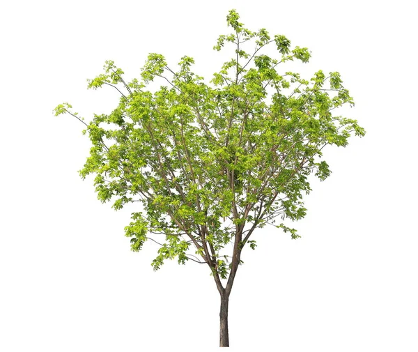 Απομονωμένο Δέντρο Βροχή Pod Μαϊμού Λευκό Φόντο Εγγενές Φυτό Από — Φωτογραφία Αρχείου