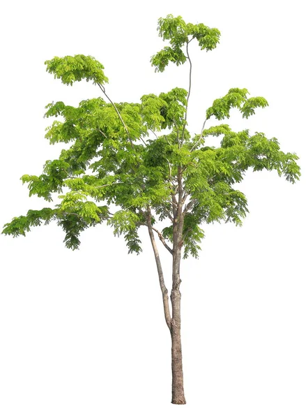 Singe Isolé Gousse Arbre Pluie Sur Fond Blanc Plante Indigène — Photo