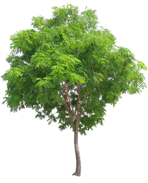 Macaco Isolado Árvore Chuva Vagem Fundo Branco Planta Nativa Tailândia — Fotografia de Stock