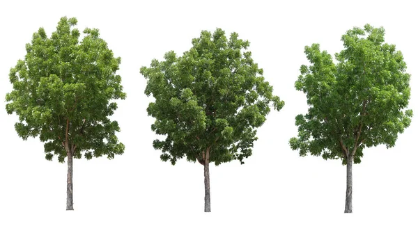 Set Von Mahagoni Baum Isoliert Auf Weißem Hintergrund Für Design — Stockfoto