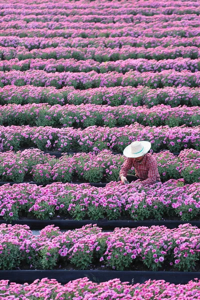 Jardinero Asiático Está Cortando Flores Crisantemo Púrpura Utilizando Tijeras Tijera —  Fotos de Stock