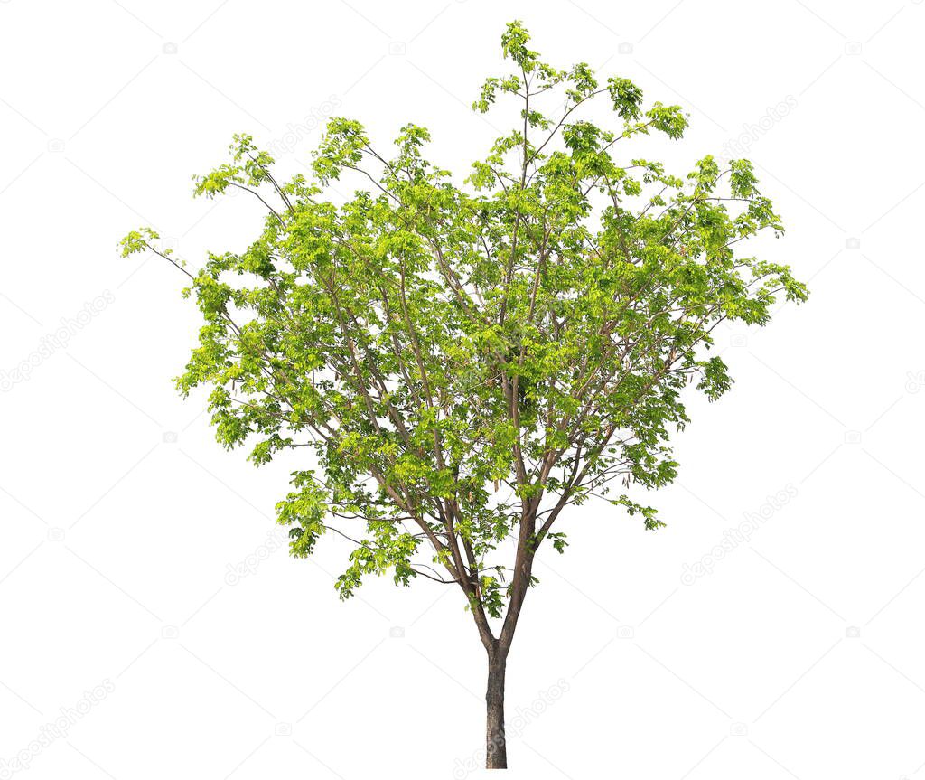 Isolated Monkey pod rain tree on white background, native plant from Thailand