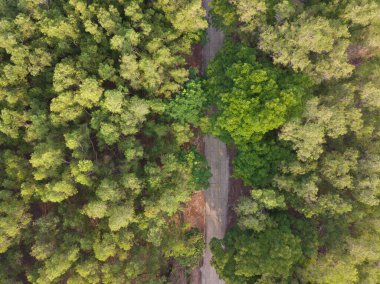 Tropikal ormana giden kır yolunun havadan görünüşü 