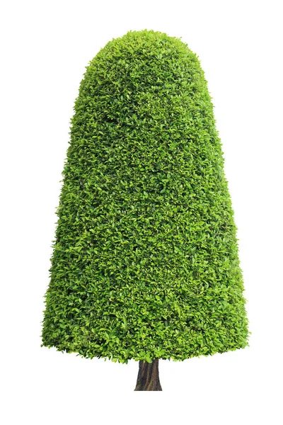 Symmetrische Kegel Vorm Trim Topiary Boom Geïsoleerd Witte Achtergrond Voor — Stockfoto