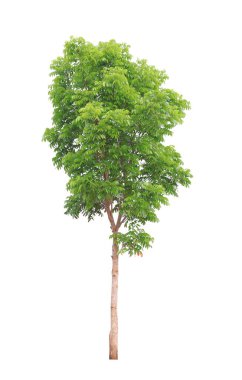 İzole edilmiş maun ağacı peyzaj tasarımı için beyaz arkaplanda kesilmiş