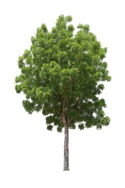 İzole edilmiş maun ağacı peyzaj tasarımı için beyaz arkaplanda kesilmiş