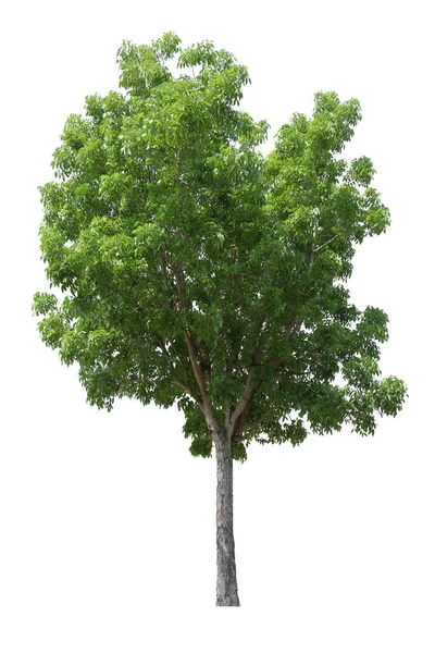 Isolated Mahogany Tree Cut Out White Background Landscape Design — Stock Photo, Image