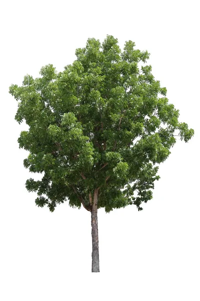 Απομονωμένο Δέντρο Μαόνι Κομμένο Λευκό Φόντο Για Σχεδιασμό Τοπίου — Φωτογραφία Αρχείου