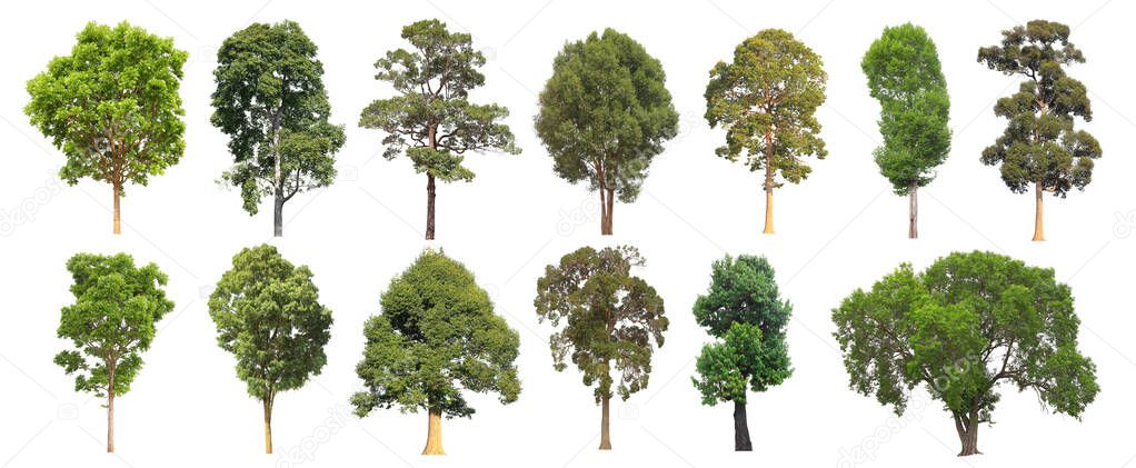Collection set of mature big tropical tree from the forest isolated on white background for design purpose