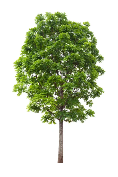 Isolated Mahogany Tree Cut Out White Background Landscape Design Usage — Stock Photo, Image