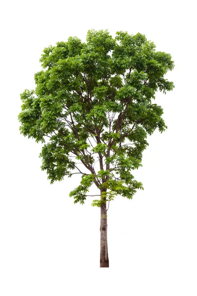 Isolated Mahogany Tree Cut Out White Background Landscape Design Usage — Stock Photo, Image