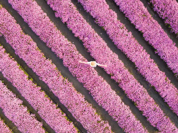 Aerial view of symmetric row of pink chrysanthemum flower farm in full blossom with young woman in white dress walking and twirling in relaxation for spring and summer travel purpose