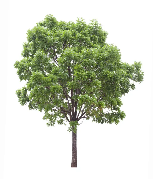 Απομονωμένο Δέντρο Μαόνι Κομμένο Λευκό Φόντο Για Χρήση Σχεδίασης Τοπίου — Φωτογραφία Αρχείου