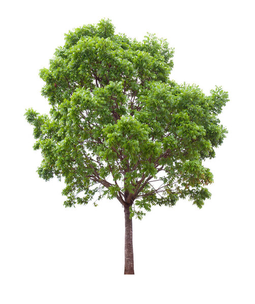 Isolated mahogany tree cut out on white background for landscape design