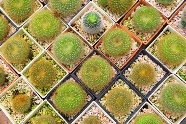 Minyatür kaktüs bitkisinin seranın içinde minimal stil tasarımı üzerine seramik koleksiyonu