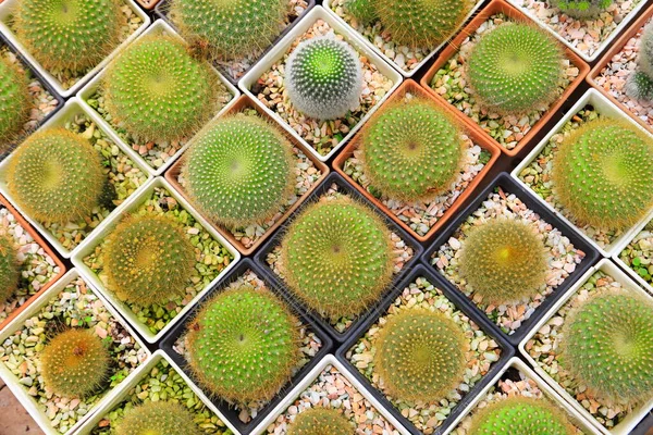 Minyatür kaktüs bitkisinin seranın içinde minimal stil tasarımı üzerine seramik koleksiyonu