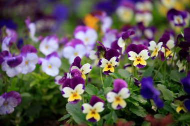 Parkta çiçek açan Viola çiçekleri