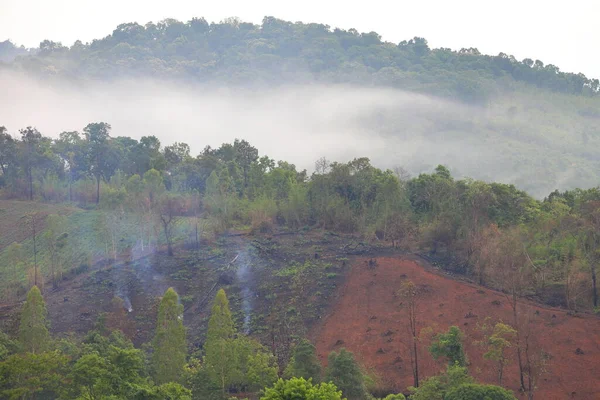 Spalování Lesů Padlých Stromů Důsledku Nezákonné Těžby Dřeva Odlesňování Pro — Stock fotografie