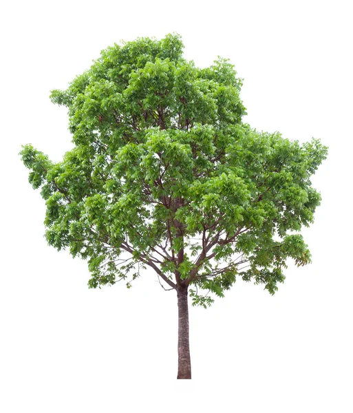 Izolowane Drzewo Mahoniowe Wycięte Białym Tle Projektowania Krajobrazu — Zdjęcie stockowe