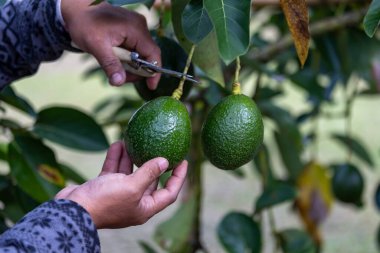 Çiftçi elinin yakınında, tropikal meyve çiftliği ve ekin için hasat mevsiminde olgunluk ve hastalık lekeleri için avokado meyvelerini kontrol ediliyor.