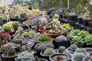 Sınırlı alan kentsel bahçe tasarımı bahçesi için sera bahçesinde sağlıklı dekoratif sulu koleksiyon.