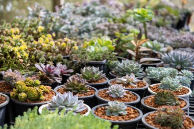 Sınırlı alan kentsel bahçe tasarımı bahçesi için sera bahçesinde sağlıklı dekoratif sulu koleksiyon.